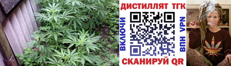 где продают Заозёрный ТГК гашишное масло