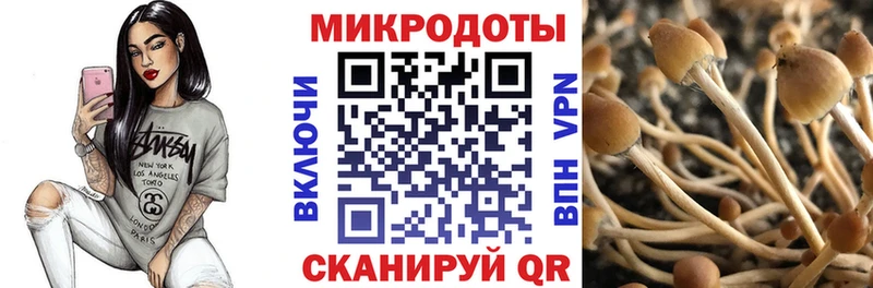 Галлюциногенные грибы Psilocybe  Заозёрный 
